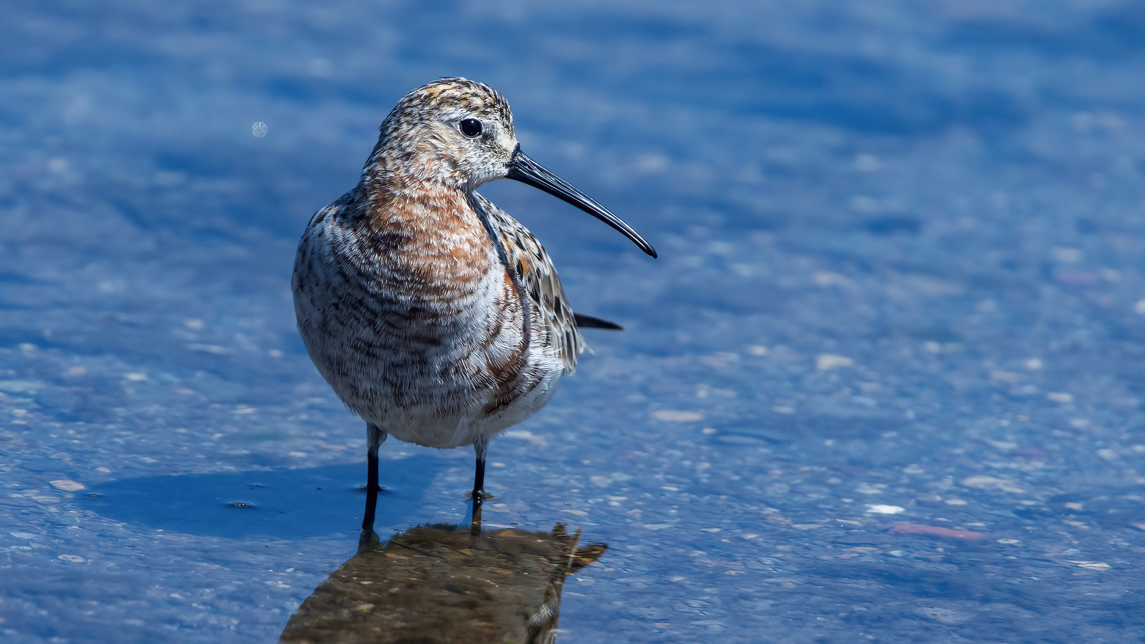 Curlew Sandpiper